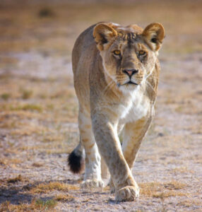 Kenya Beach and Safari Holiday