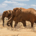 Kenya Beach and Safari Holiday