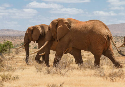 Kenya Beach and Safari Holiday