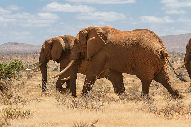 Kenya Beach and Safari Holiday