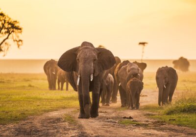 Kenya safari and tour itineraries