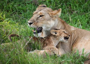Tourist Attractions in Kenya