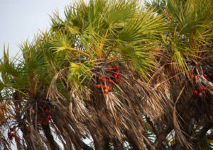 Doum palm