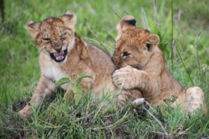 Lion cabs at Maasai Mara