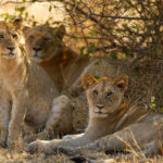 Tourist Attractions in Kenya