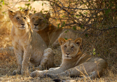 Tourist Attractions in Kenya
