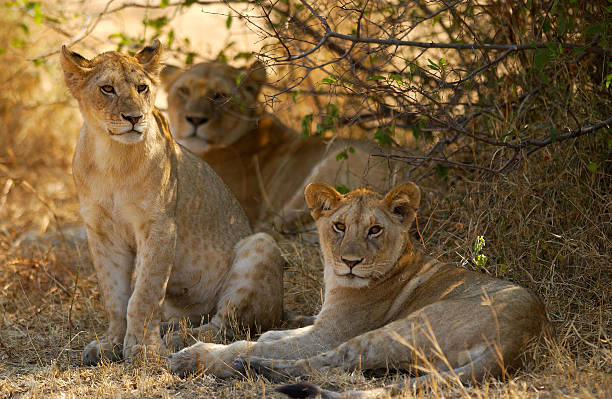 Tourist Attractions in Kenya