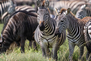 Zebra and wildebeest at Maasai mara