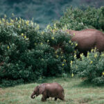 Safari Preparation Tips