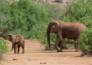 Africa Kenya and Tanzania safari tours Safari Preparation Tips Kenya