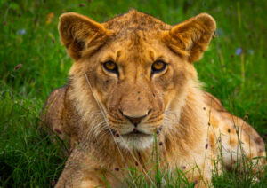 Africa Kenya and Tanzania safari tours Safari Preparation Tips Kenya