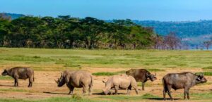 Africa Kenya and Tanzania safari tours Safari Preparation Tips Kenya