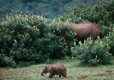 Safari Preparation Tips