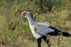 Africa Kenya and Tanzania safari tours Safari Preparation Tips Kenya