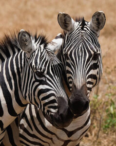 Africa Kenya and Tanzania safari tours Safari Preparation Tips