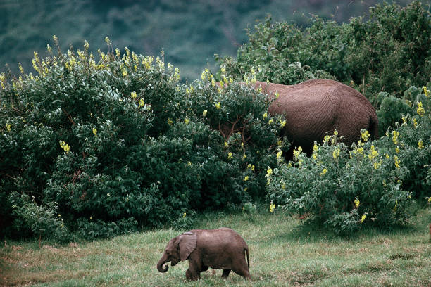 Safari Preparation Tips