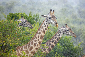 The 10 Best Kenya Safari and Tour Itineraries
