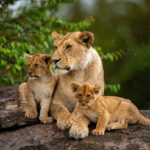 The 10 Best Kenya Safari and Tour Itineraries