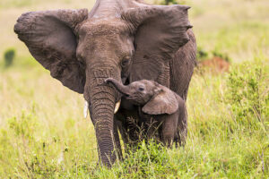 The 10 Best Kenya Safari and Tour Itineraries