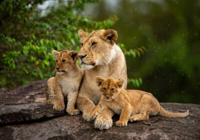 The 10 Best Kenya Safari and Tour Itineraries