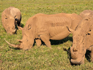 The 10 Best Kenya Safari and Tour Itineraries