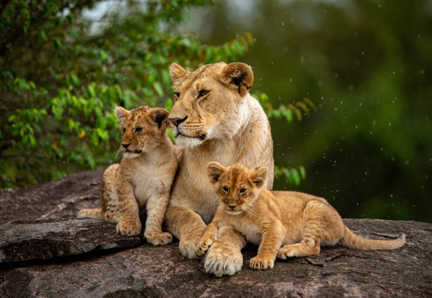 The 10 Best Kenya Safari and Tour Itineraries