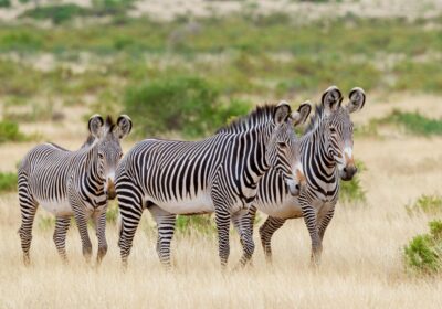 Tourist attractions in Kenya