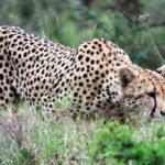 African Safari in Kenya