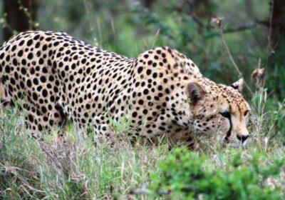 African Safari in Kenya