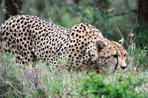 African Safari in Kenya