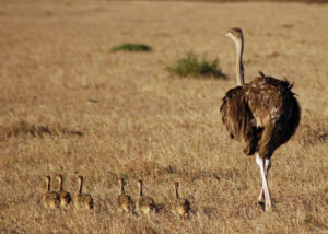 Ultimate African Safari in Kenya