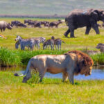 Kenya Safari