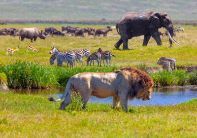Kenya Safari