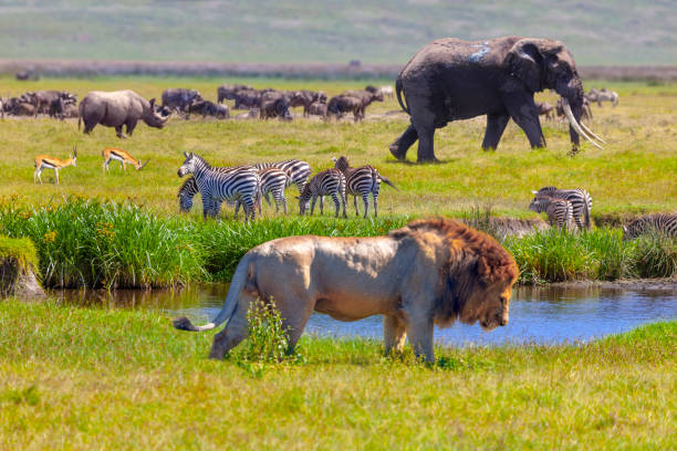 Kenya Safari