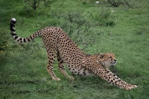 Africa Kenya and Tanzania safari tours Cheetah