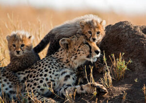 Africa Kenya and Tanzania safari tours Cheetah with cabs