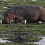 combining Kenya Tanzania and Uganda safari