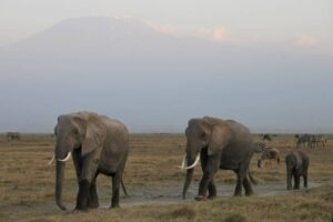 Elephants at Amboseli with Kilimanjaro background