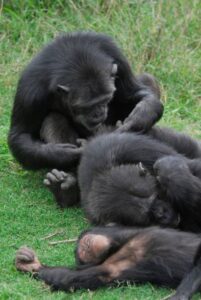 Gorilla grooming at Bwindi