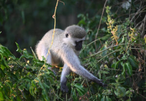 Monkey as spotted at Kibale National Park, Uganda