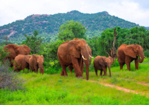 Elephants at Tsavo East