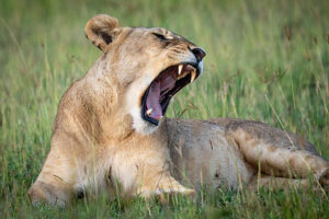 Lion at Maasai Mara, Kenya