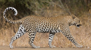 Kenya Safari