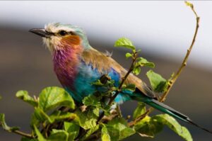 Lilac at Nakuru