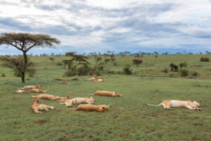 African Safari in Kenya
