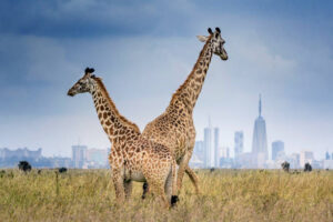 Giraffe at Nairobi National Park
