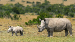 Rhino at Ol pejeta