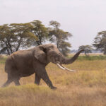 Best Africa Safari Destinations
