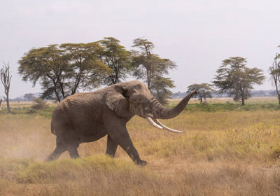 Best Africa Safari Destinations