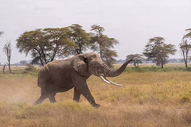 Best Africa Safari Destinations